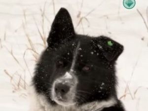 В Мирном собака напала на женщину