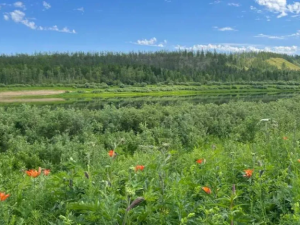 В Якутии в честь Дня Сардааны проводят онлайн-выставку