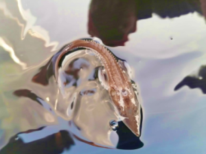 На Чернышевском рыбоводном заводе на 2024 год заготовлено 45 млн икринок для зарыбления