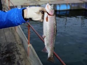 Ни хвоста, ни чешуи-2. Представители народов Севера снова выставлены браконьерами