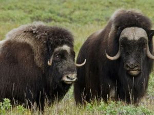 "Быки холода. Возвращение". Биоразнообразие природы восстановить можно