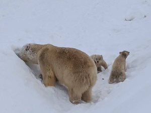 В Якутии объявлен конкурс на выбор имён для родившихся в зоопарке «Орто Дойду» медвежат