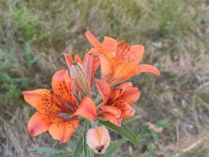 День солнечного цветка Сарданы отмечают в Якутии 30 июня 