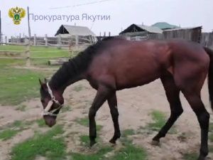 Чиновник в Якутии незаконно выделил 1,5 млн рублей из бюджета на приобретение и перевозку скакуна: Вынесен приговор