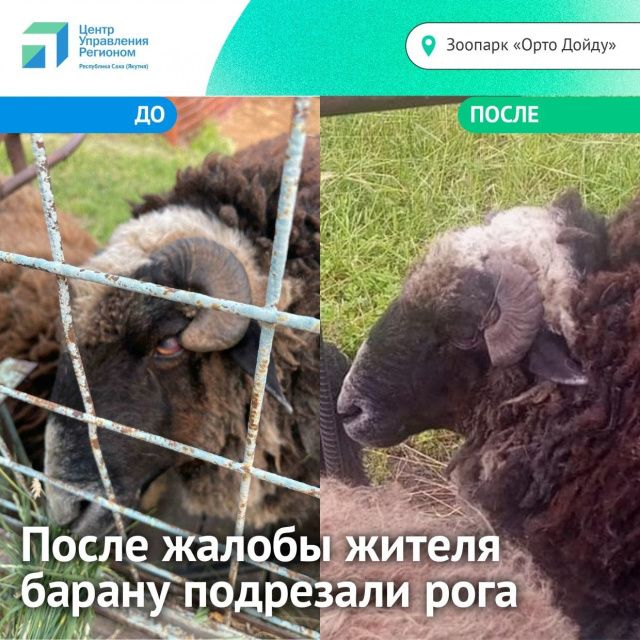 Барану в зоопарке подрезали рога после жалобы в соцсетях