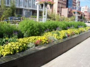 На озеленение Якутска направят 10 миллионов рублей