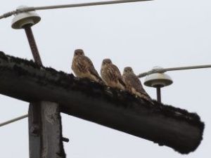 Воскресная встреча с соколиным семейством