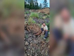 В Якутии местный житель обнаружил бивень мамонта весом 70 килограммов