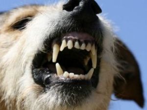 В Якутске собака напала на школьников