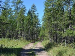 Потерявшийся в Чурапчинском улусе ягодник найден