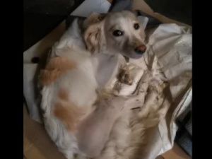 В Якутске собака, защищая своего раненого щенка, укусила ребенка