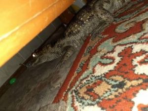 В Якутске продают крокодила и удава