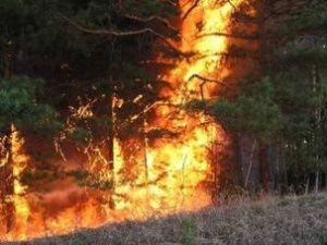 Житель Олекминского района ответит в суде за лесной пожар, возникший из-за непотушенной сигареты