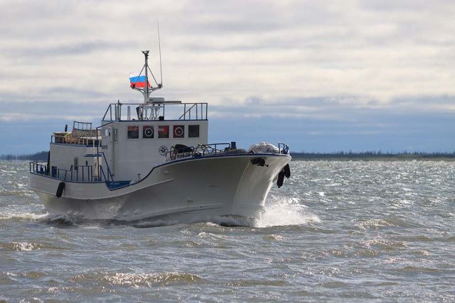 На "Ковчеге" за овцебыками для Плейстоценового парка