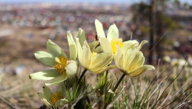 Прогноз погоды в Якутске на понедельник, 18 мая