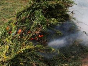 В Якутии сожгли около пяти тонн конопли