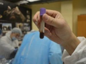 Ученые СВФУ впервые обнаружили жидкую кровь в туше жеребенка ледникового периода