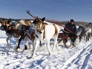 Международные соревнования оленеводов в Якутии отменили из-за коронавируса