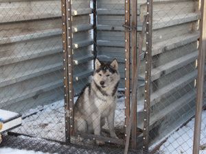 Приют для безнадзорных животных открылся в Покровске