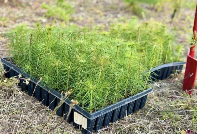 В Якутии в память о Героях Великой Отечественной войны посадят 600 сосен