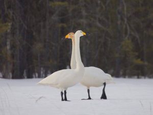 В Якутию прилетели первые лебеди