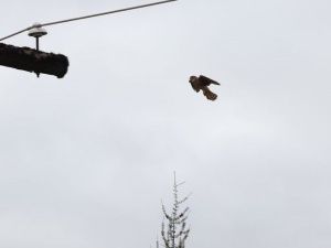 Воскресная встреча с соколиным семейством