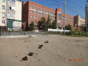 Нашелся хозяин задержанных в центре Якутска лошадей