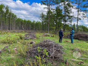 Выявляют и наказывают виновников природных пожаров — МЧС