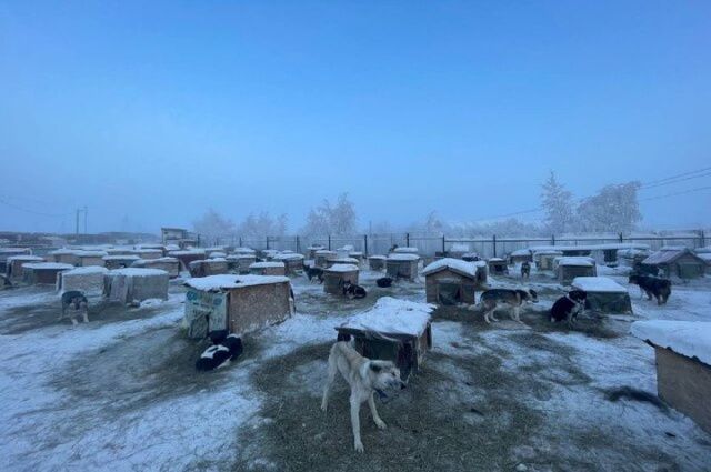 Заведомо незаконный закон, принятый депутатами Ил Тумэн, разрешающий убивать в приютах на 31-й день невостребованных собак, окончательно признан незаконным