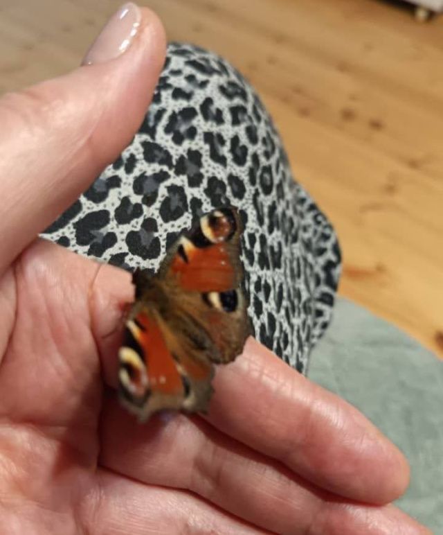 В Олекминском районе бабочка не впала в спячку и решила погостить у местных жителей