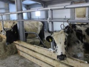 В Чурапчинском улусе ввели в эксплуатацию 32 коровника