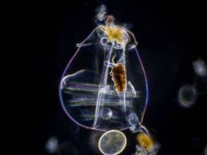 Ученые оживили замерзших 24 тысячи лет назад в Якутии червей-коловраток