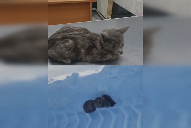 В доме у зоозащитницы ЧП: подобранное на ледовой переправе в Якутии кошачье семейство завезло чумку 