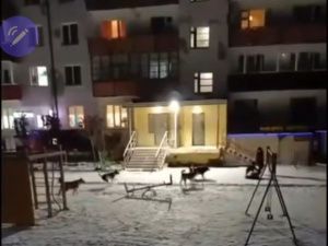 В поселке Светлый в Якутии стая собак напала на детей. Глава СК РФ поручил возбудить уголовное дело