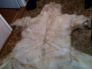 В Якутии поводом к возбуждению уголовного дела стала шкура белого медведя