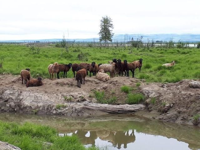 Фильм о Плейстоценовом парке в Якутии готовится к показу  