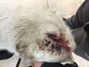 В пригороде Якутска неизвестные застрелили спасенную собаку волонтера-зоозащитника (Фото 18+)