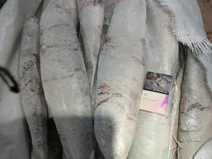 Тем временем подлёдный чир подешевел с приходом весны