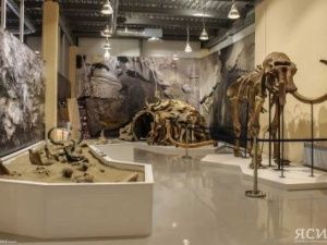 Уникальная экспозиция: Якутянам покажут вымерших 10 тысяч лет назад пещерных львят