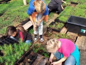 Будущий сосновый бор для Ленска растят в Олёкминском лесопитомнике