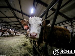 126 млн рублей в этом году выделено на развитие семейных ферм в Якутии