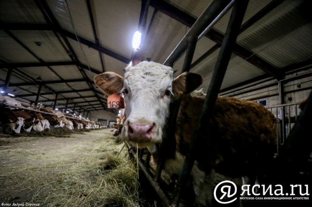 126 млн рублей в этом году выделено на развитие семейных ферм в Якутии