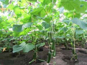 В исправительной колонии № 7 собрали первый урожай огурцов