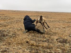 Оленевод с 28-летним стажем Роман Туприн: «Мы приобщаем детей к оленеводству с малого возраста»