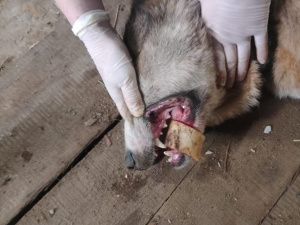 В Якутии ветеринары помогли собаке, в пасти которой застряла кость