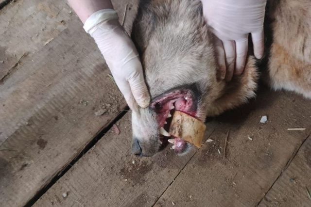 В Якутии ветеринары помогли собаке, в пасти которой застряла кость
