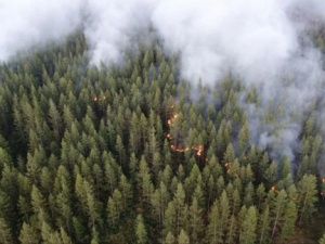 Площадь лесных пожаров в Якутии увеличилась