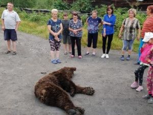 В Якутии добыто 58 из 180 «приговорённых» хозяев леса