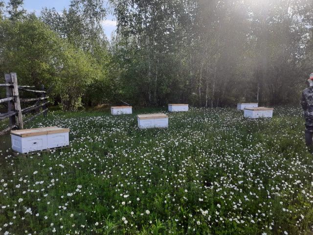 В Якутии кратковременные дожди, местами ливни, грозы