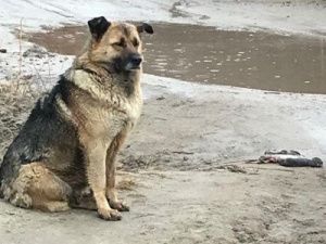 Материнское горе 